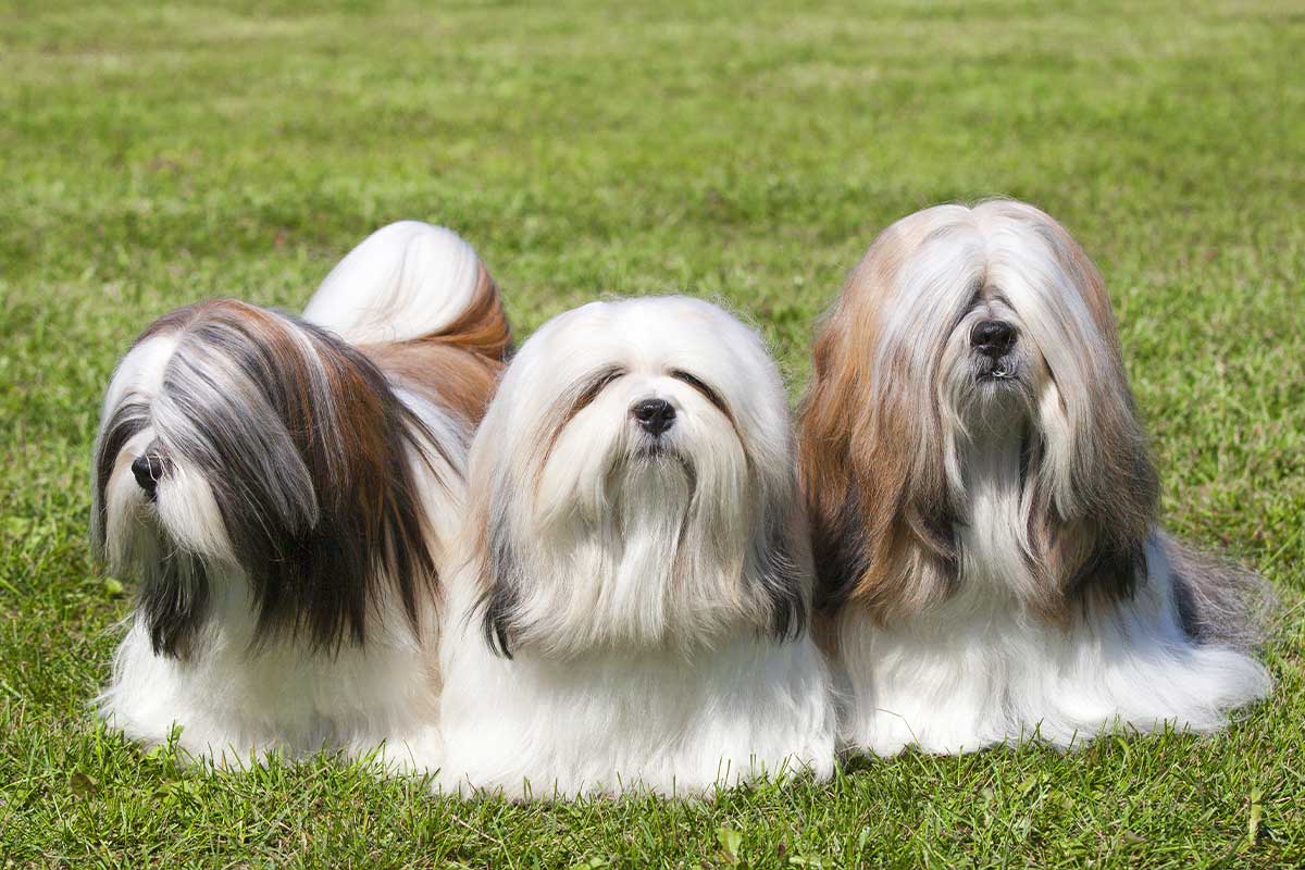 Lhasa Apso